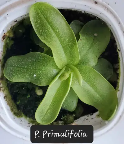Mature Pinguicula Primulifolia butterwort carnivorous plant, View more