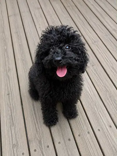 Toy poodle, View more