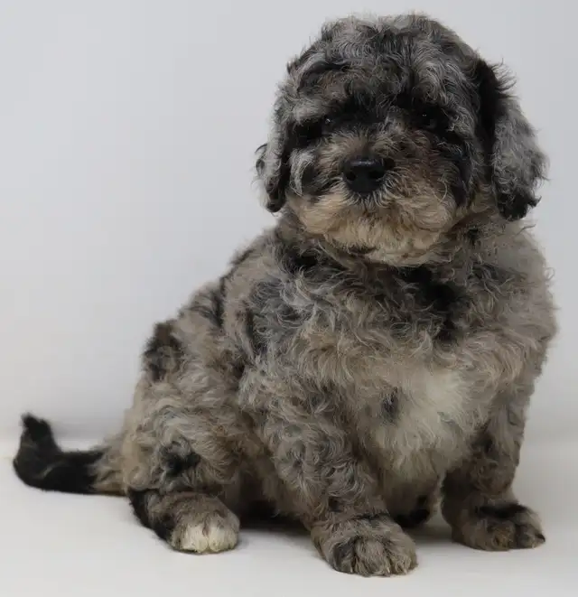 Mini bernedoodle and mini aussie bernedoodle puppies in Dogs & Puppies for Rehoming in Mississauga / Peel Region - Image 2