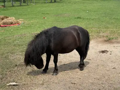 2 year told Mini Stud, View more