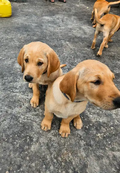 Golden Lab and Red Retriever Puppies, View more