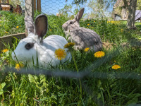California / New Zealand Meat Rabbits - ready to breed