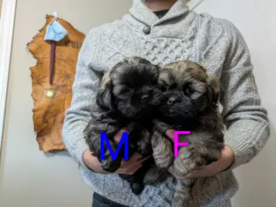 Shih Tzu/Havanese/Schnoodle Puppies for Sale, View more