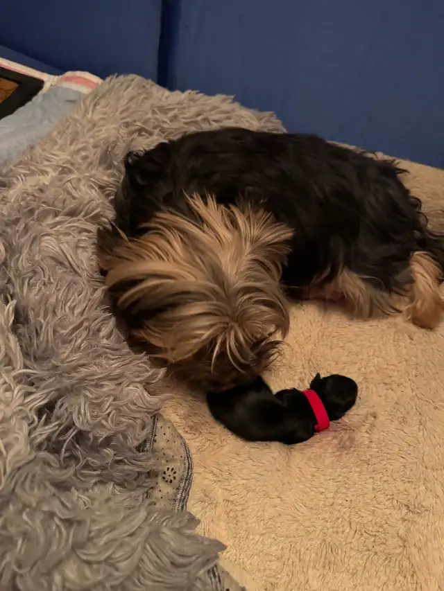 Morkies Puppies For Sale