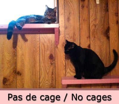 Cat Home Visits - Less Expensive than Boarding - Cat boarding dans Services pour animaux  à Ville de Montréal - Image 2