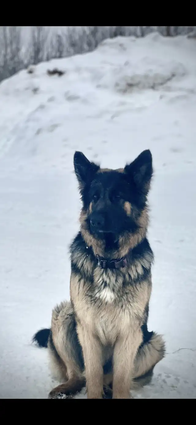 KING SHEPHERD CROSS PUPPIES - Livestock Guardians / Protectors in Dogs & Puppies for Rehoming in Saskatoon - Image 11