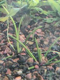 Aquarium plants --- Littorella uniflora 