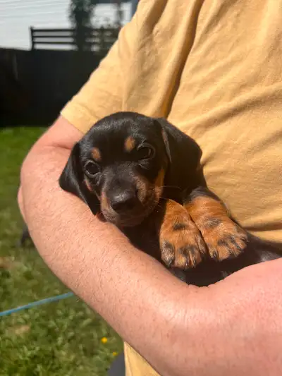 Adorable Mini dachshund, View more