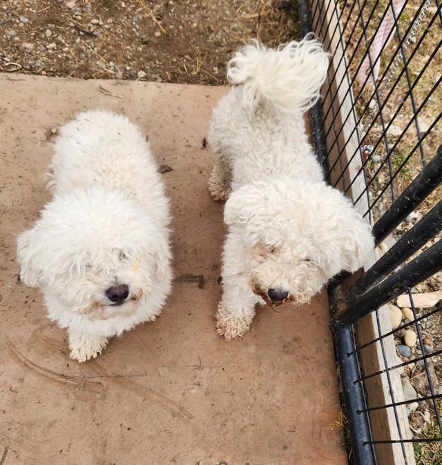 Bichon Frize Pair in Dogs & Puppies for Rehoming in Prince George - Image 3