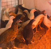 Pullets (young chickens) for Sale