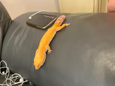 gecko for free, View more