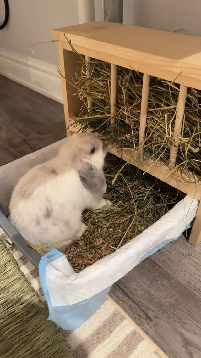 Wooden Hay Rack for Rabbits in Other in City of Toronto - Image 3