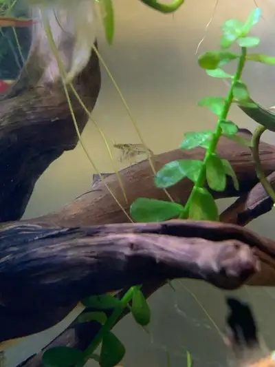 wild shrimp , View more