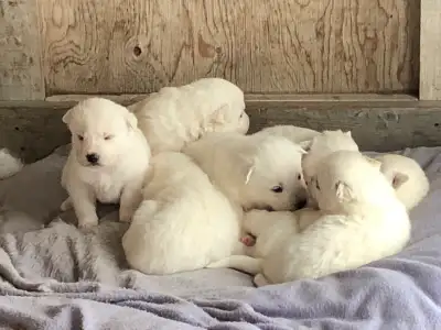 White Siberian husky mix Great Pyrenees puppies, View more