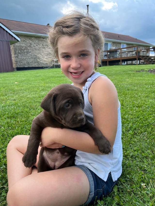 Black and Yellow Lab puppies Dogs & Puppies for Rehoming Windsor