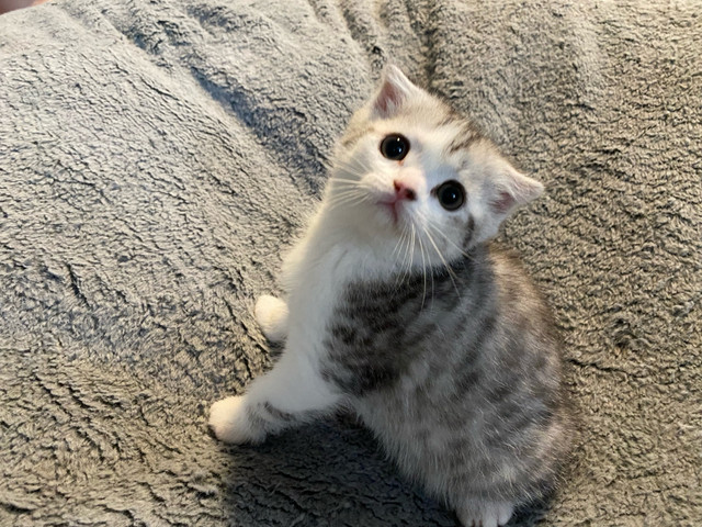 Pure bred Scottish fold/straight kittens   in Cats & Kittens for Rehoming in Oshawa / Durham Region
