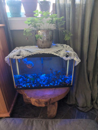 Fish Tank and goldfish