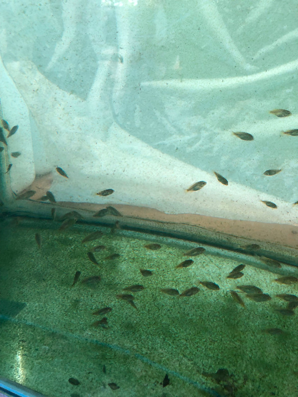 Going fast Tilapia fry 3/4 to 1 inch Blue Nile in Livestock in Barrie - Image 3