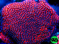 encrusting montipora aquaman, rainbow, mystic for reef tank