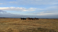 Pasture Horse Board - Geldings