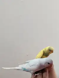 Super friendly baby budgies for sale