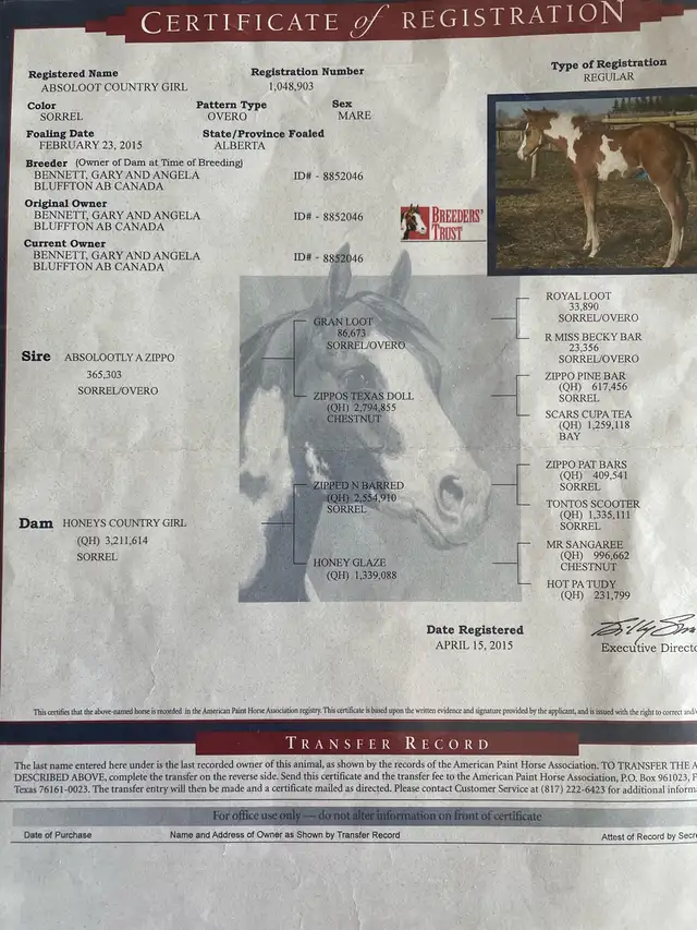 2026 APHA sorrel overo colt in Horses & Ponies for Rehoming in Edmonton - Image 10
