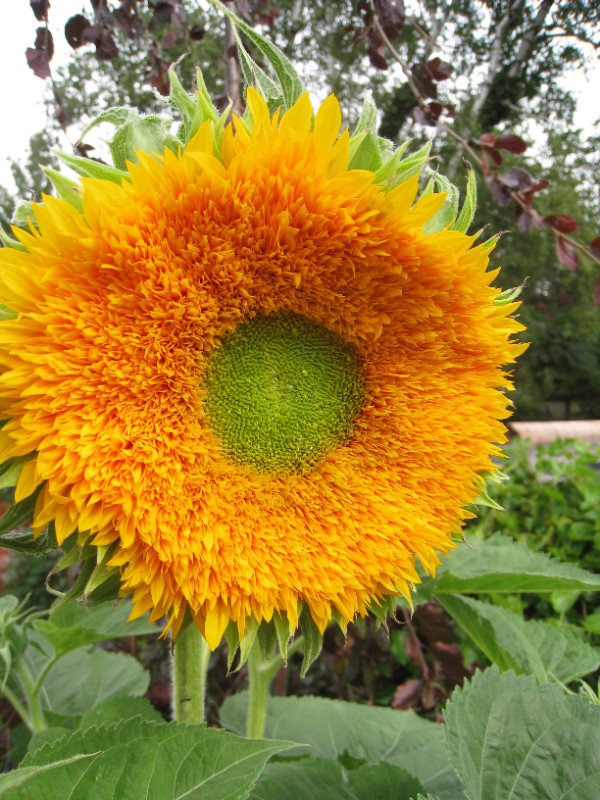 Sungold Giant Sunflower seeds - 25 seeds for $4 in Plants, Fertilizer & Soil in Hamilton - Image 3