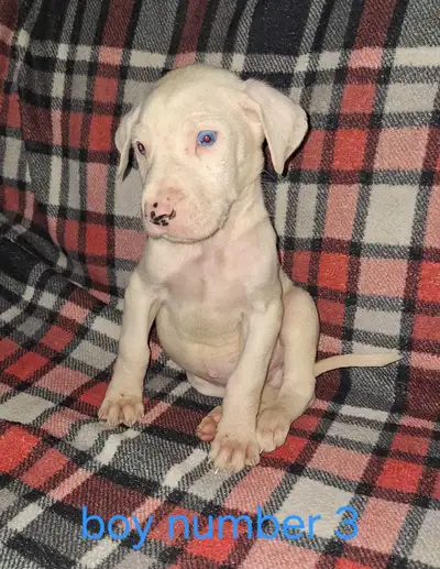 Purebred Great Dane puppies, View more
