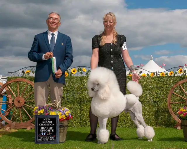 STANDARD POODLE PUPPIES! CKC REGISTERED in Dogs & Puppies for Rehoming in Calgary - Image 10