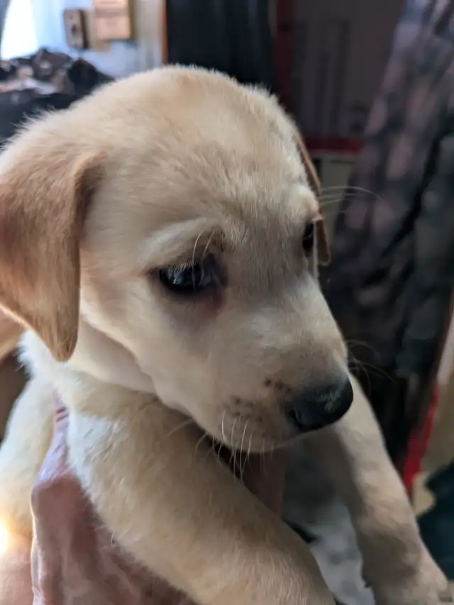 SALE..PUREBRED LAB PUPPY READY TO GO!!. ONLY FEW LEFT!! in Dogs & Puppies for Rehoming in Kitchener / Waterloo - Image 8