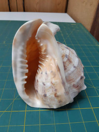 CONCH SHELL -- 6X5 INCHES