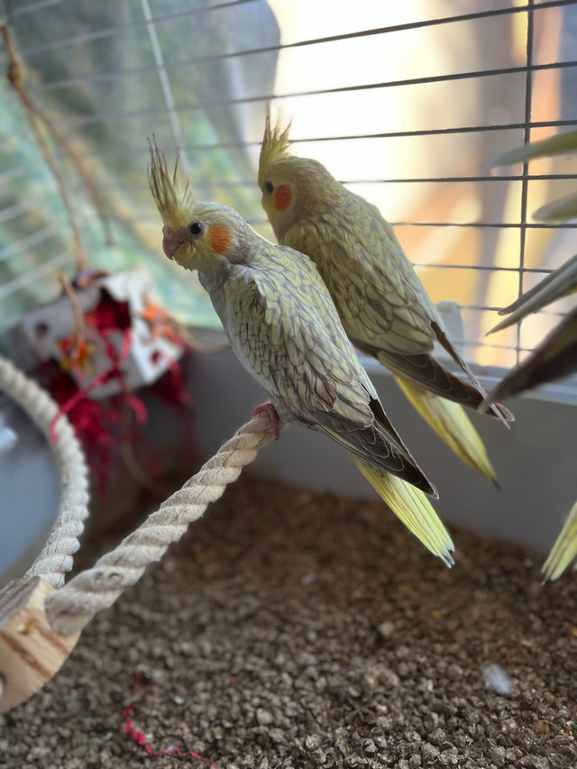 Cockatiels ready for new homes  in Birds for Rehoming in Peterborough - Image 4