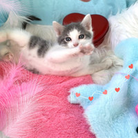 Adorable Himalayan Persian X Kittens Ready for Loving Homes!
