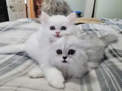 ❤️Cuddly Registered Persian Kittens❤️, View more