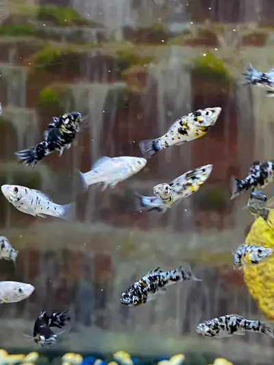 FISH $1 EACH, View more