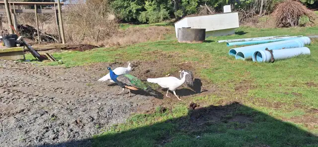 Peafowl for sale in Birds for Rehoming in Delta/Surrey/Langley - Image 4