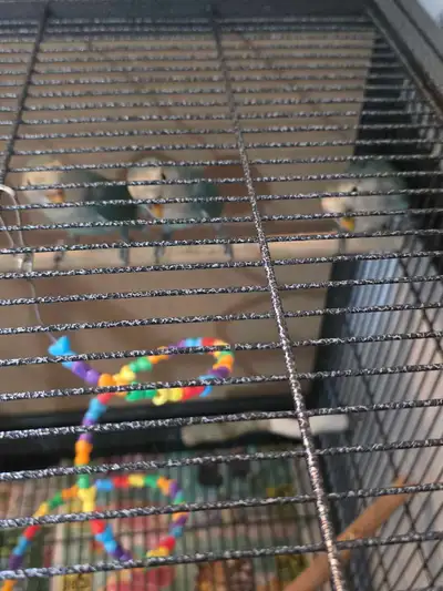 Baby Love Birds for Sale, View more