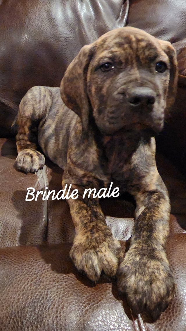 Cane Corso Puppies!!price reduced to 1200 Dogs & Puppies for