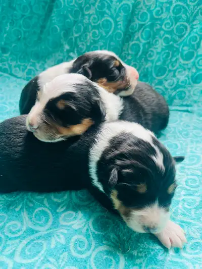 Australian Shepherd Puppies, View more