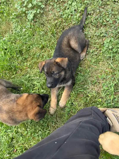 German shepherd puppies , View more