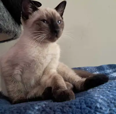 Gentle Seal Point Siamese Kitten, View more