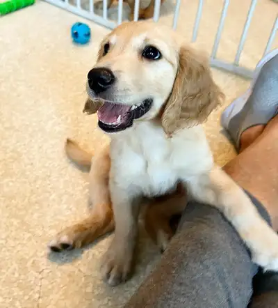 Beautiful CKC Registered Golden Retriever Puppies, View more