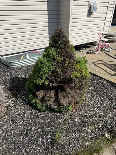 chainsaw needed for some cuts, View more