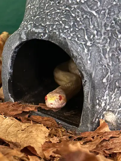 Snow corn snake and terrarium, View more