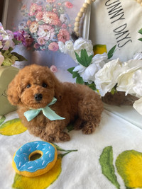 TeddyBear Toy/tiny poodle male~Prince