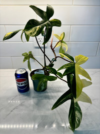 Healthy indoor plant - philodendron Florida beauty 