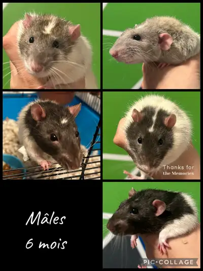 rats males , View more