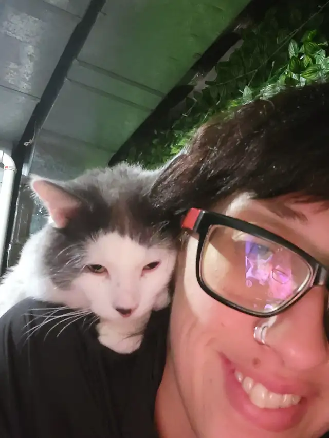 Beautiful female Cat. in Cats & Kittens for Rehoming in North Bay - Image 4