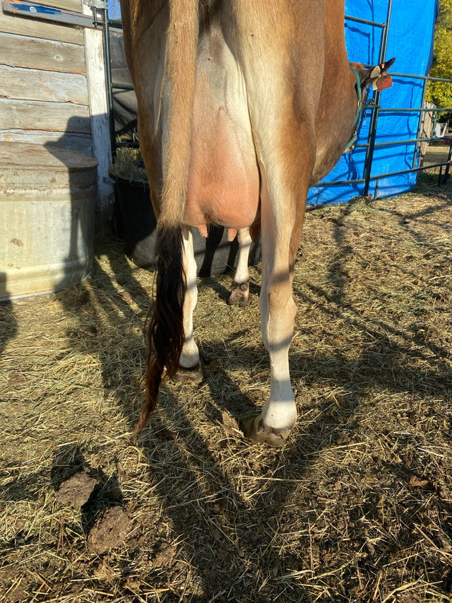 Bred Jersey Hiefer  in Livestock in Red Deer - Image 3