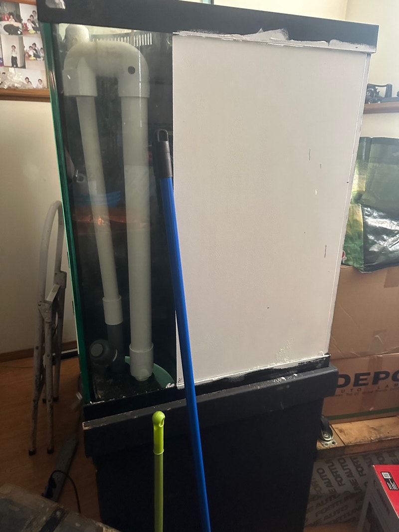 Fish tank Fish for Rehoming Calgary Kijiji